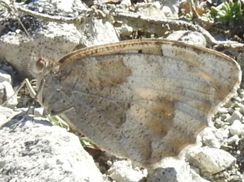 Chazara briseis